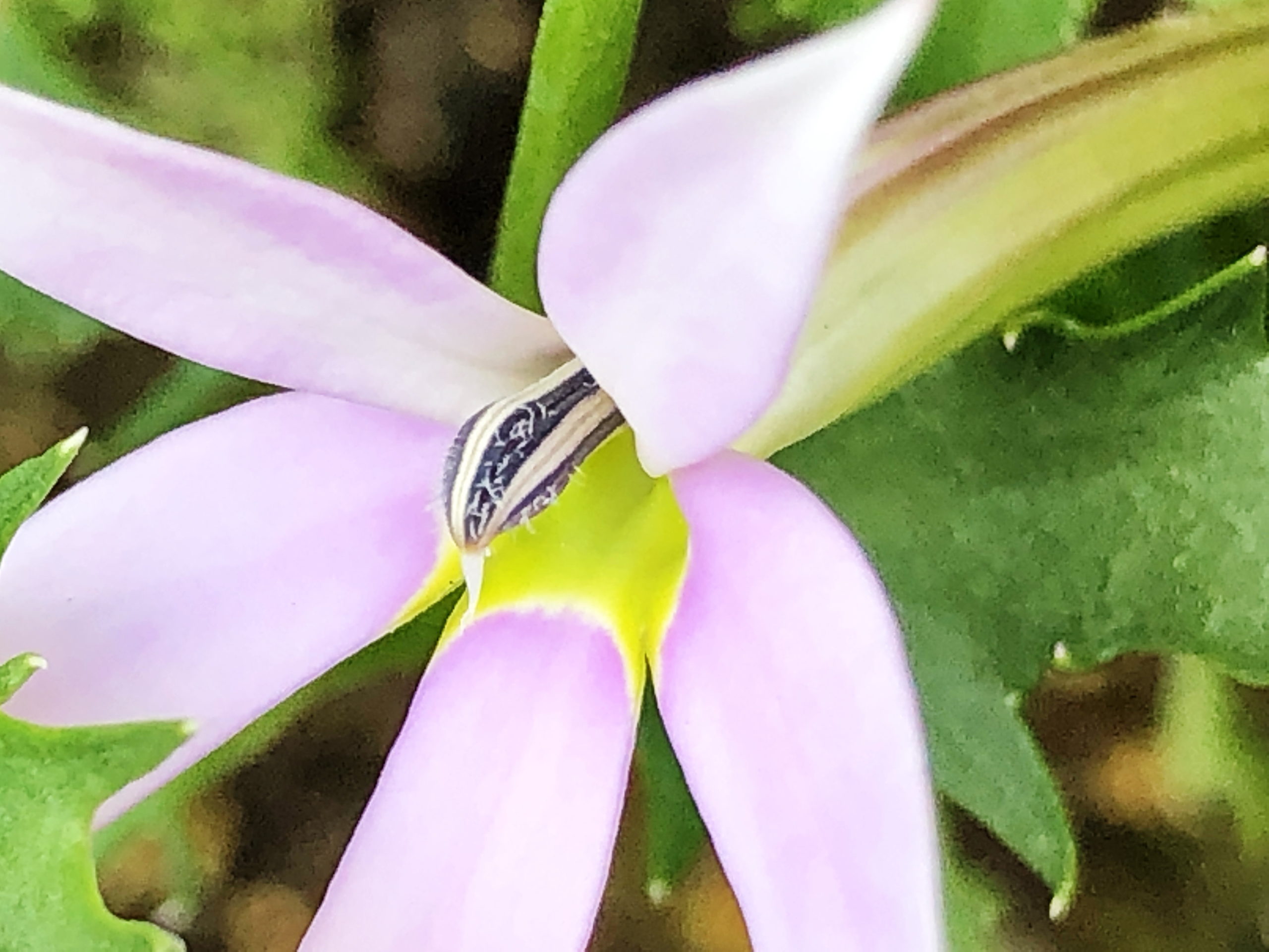 イソトマ アクシラリス キキョウ科 イソトマ属 漏斗型の花 白 ピンク 紫 青色の花 雄性先熟 蒴果 有毒