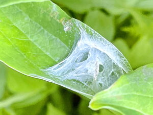 ビロードハマキの幼虫が綴った葉