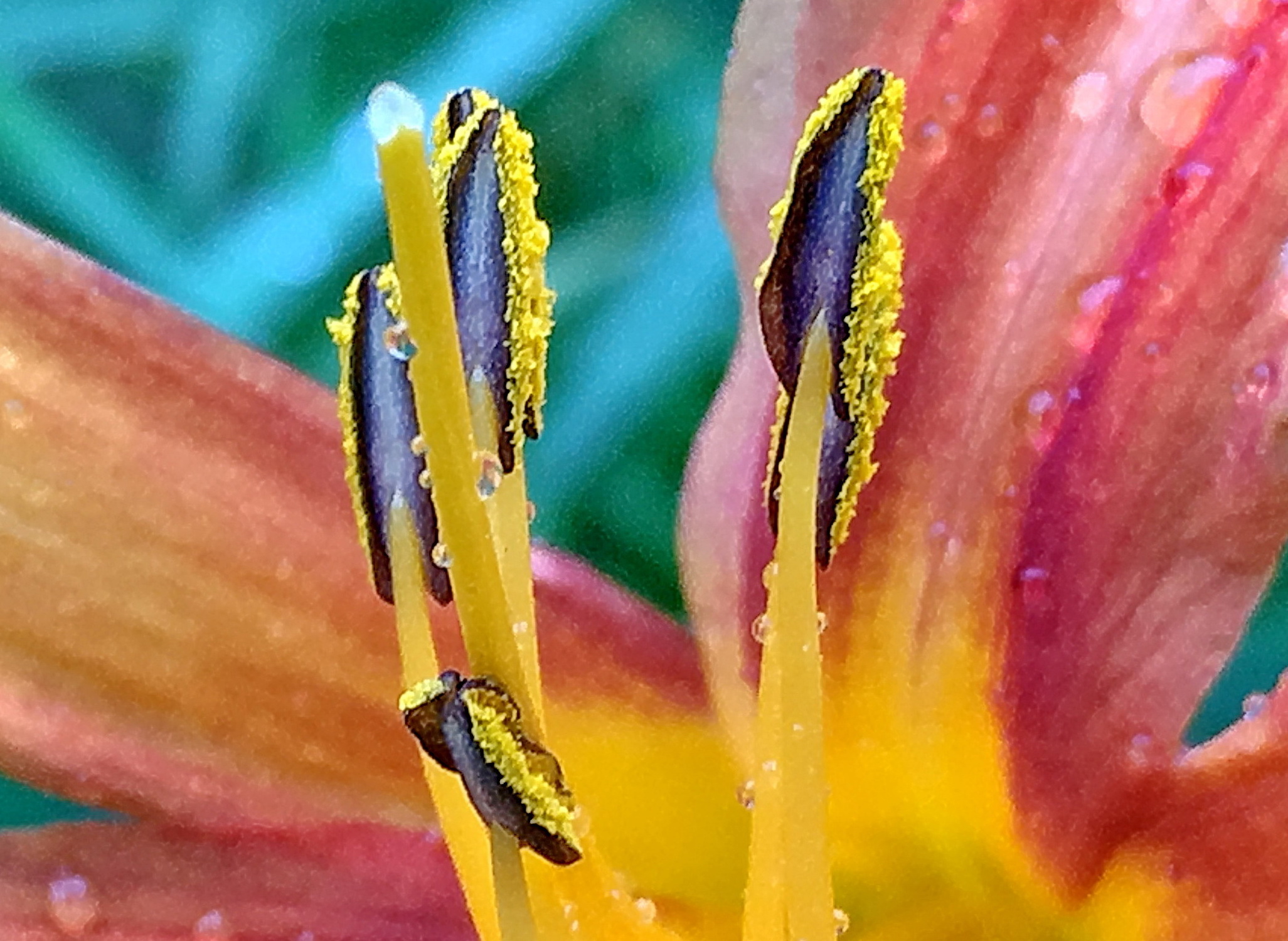 ツルボラン科 ノカンゾウとヤブカンゾウ モンキアゲハ 奥行き１ｍの果樹園