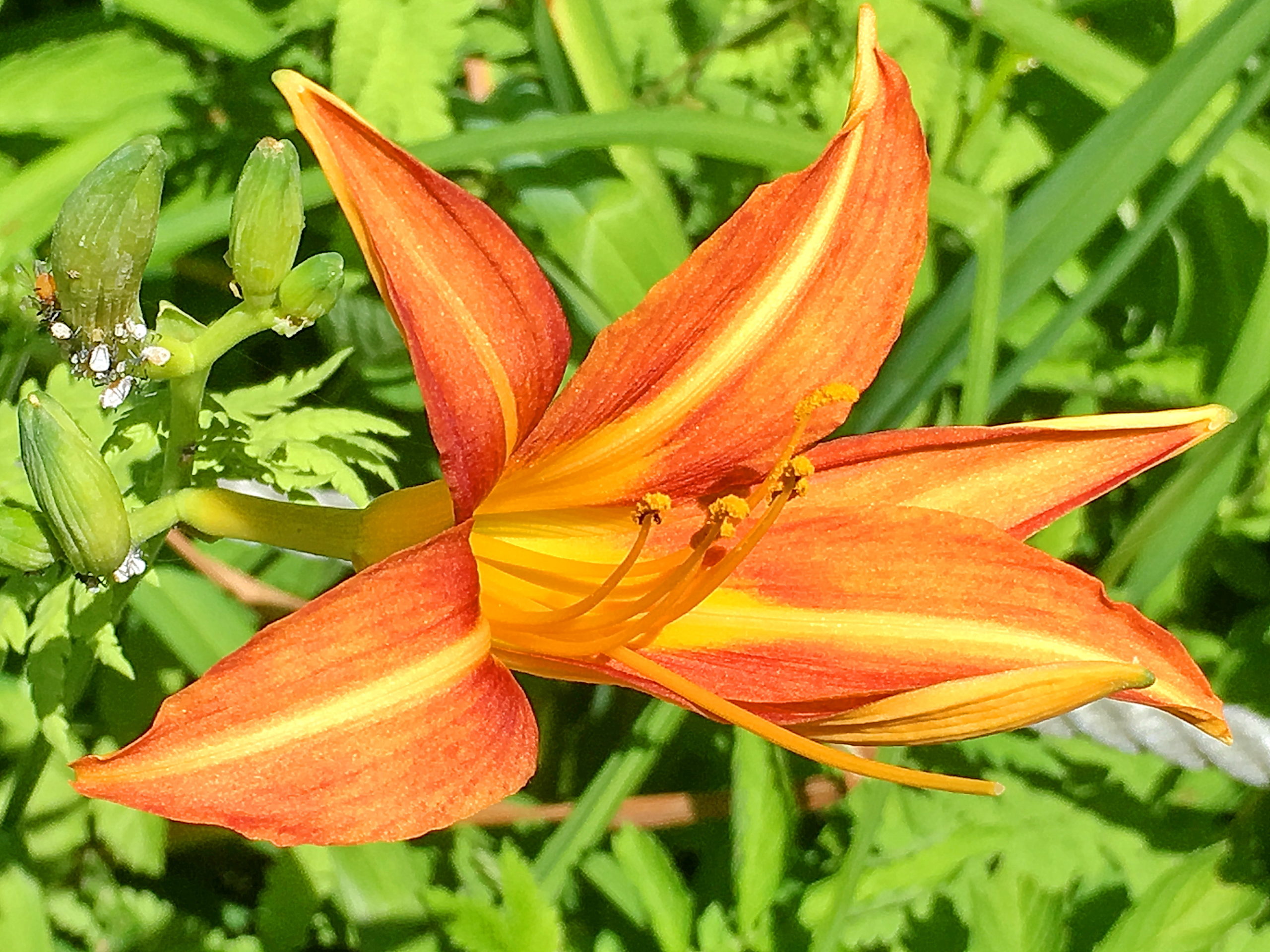 ツルボラン科 ノカンゾウとヤブカンゾウ モンキアゲハ 奥行き１ｍの果樹園