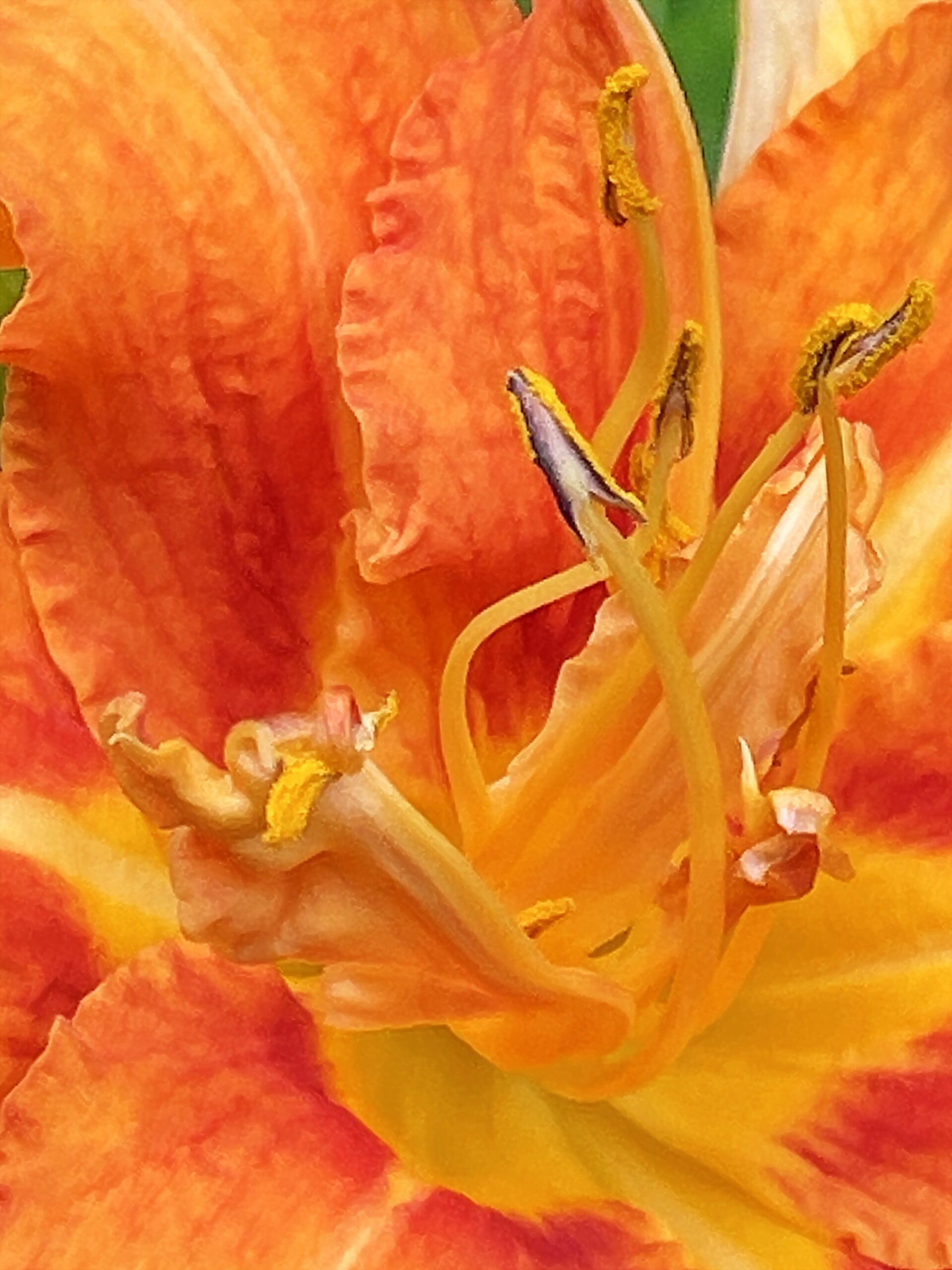 ツルボラン科 ノカンゾウとヤブカンゾウ モンキアゲハ 奥行き１ｍの果樹園