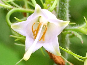 ツリガネニンジンの花