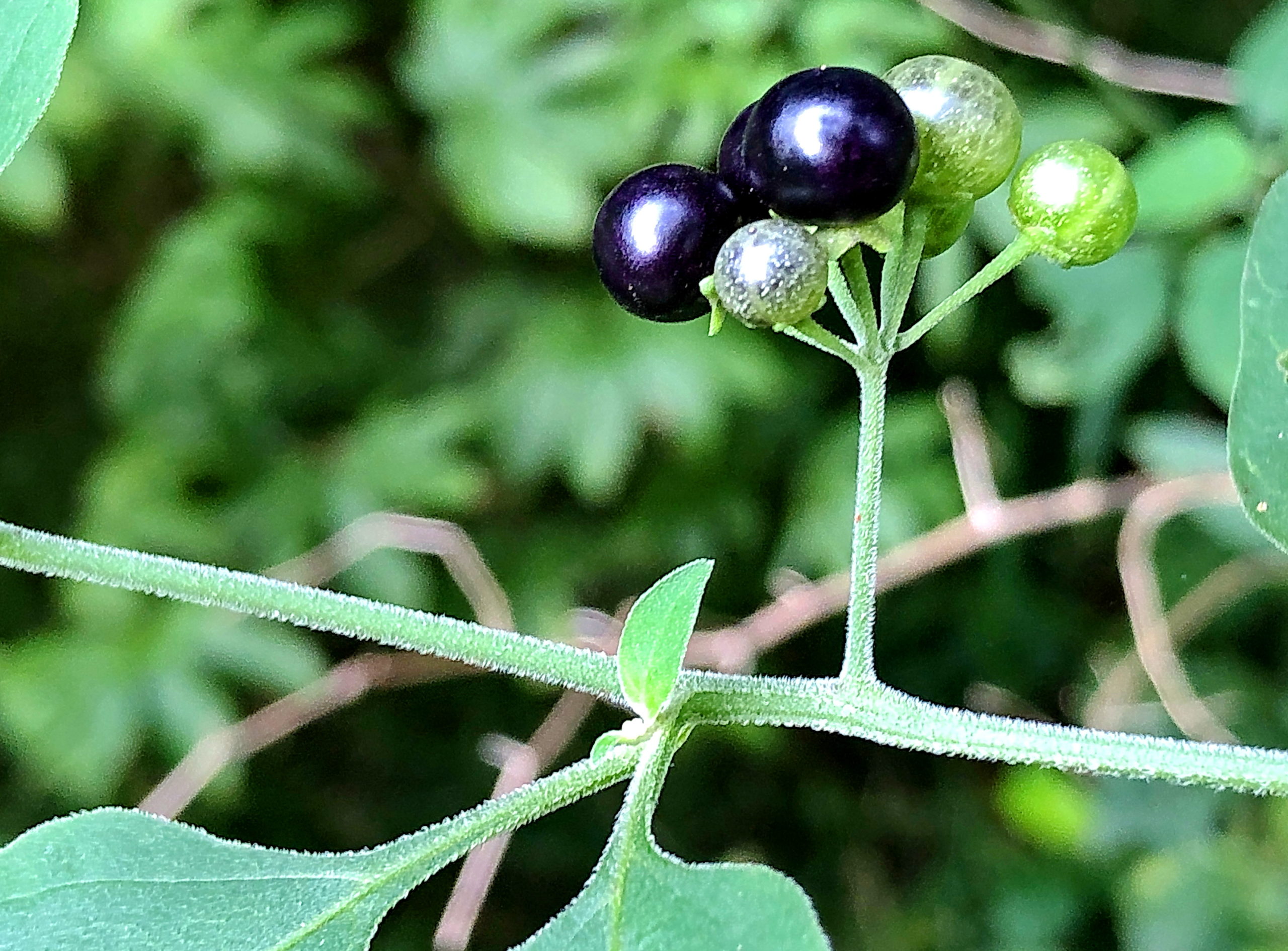 ナス科 イヌホオズキ 犬酸漿 奥行き１ｍの果樹園