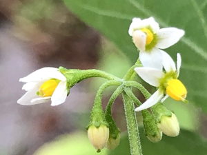 カンザシイヌホオズキの花