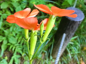 フシグロセンノウの花