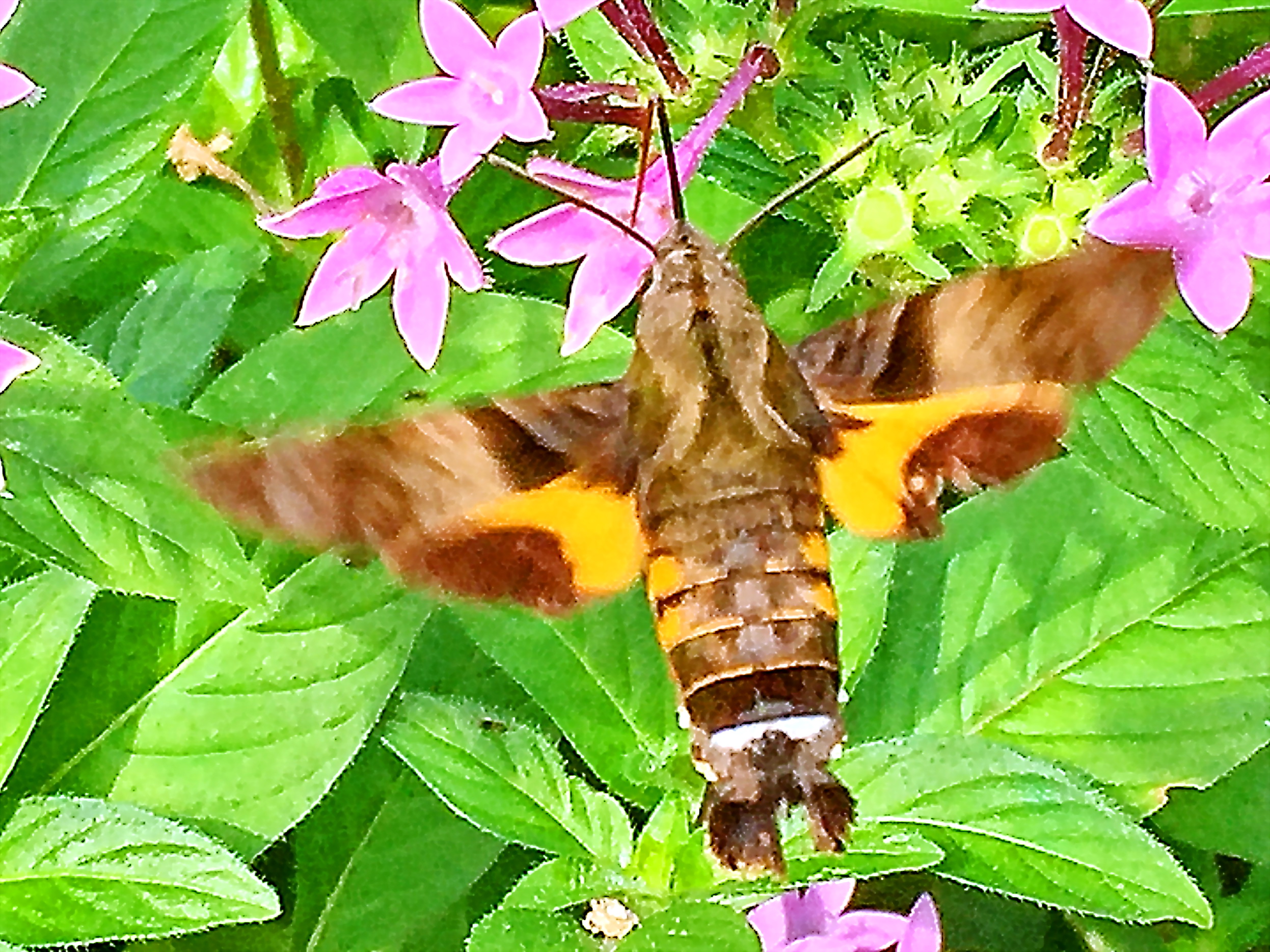 ホシホウジャク スズメガ科 ホウジャク亜科 幼虫の食卓ヘクソカズラ ツリフネソウ