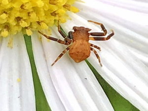 アズチグモの♂