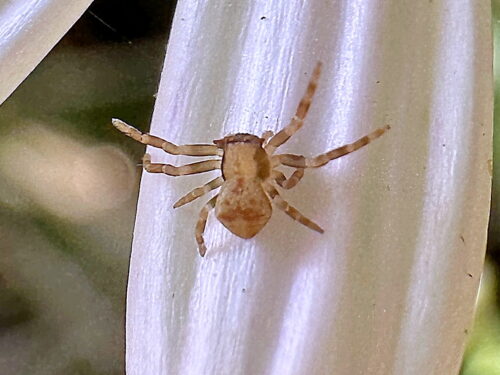 アズチグモ幼体