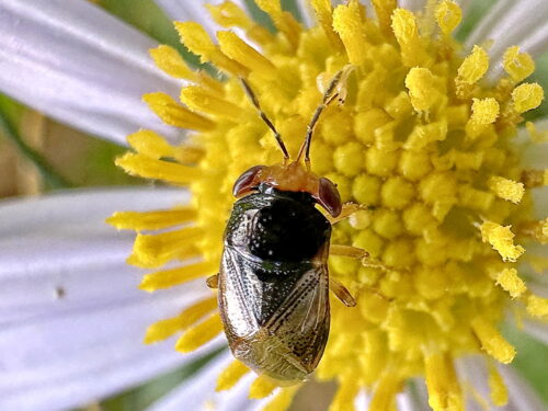 オオメナガカメムシ