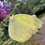 キタキチョウ夏型♀