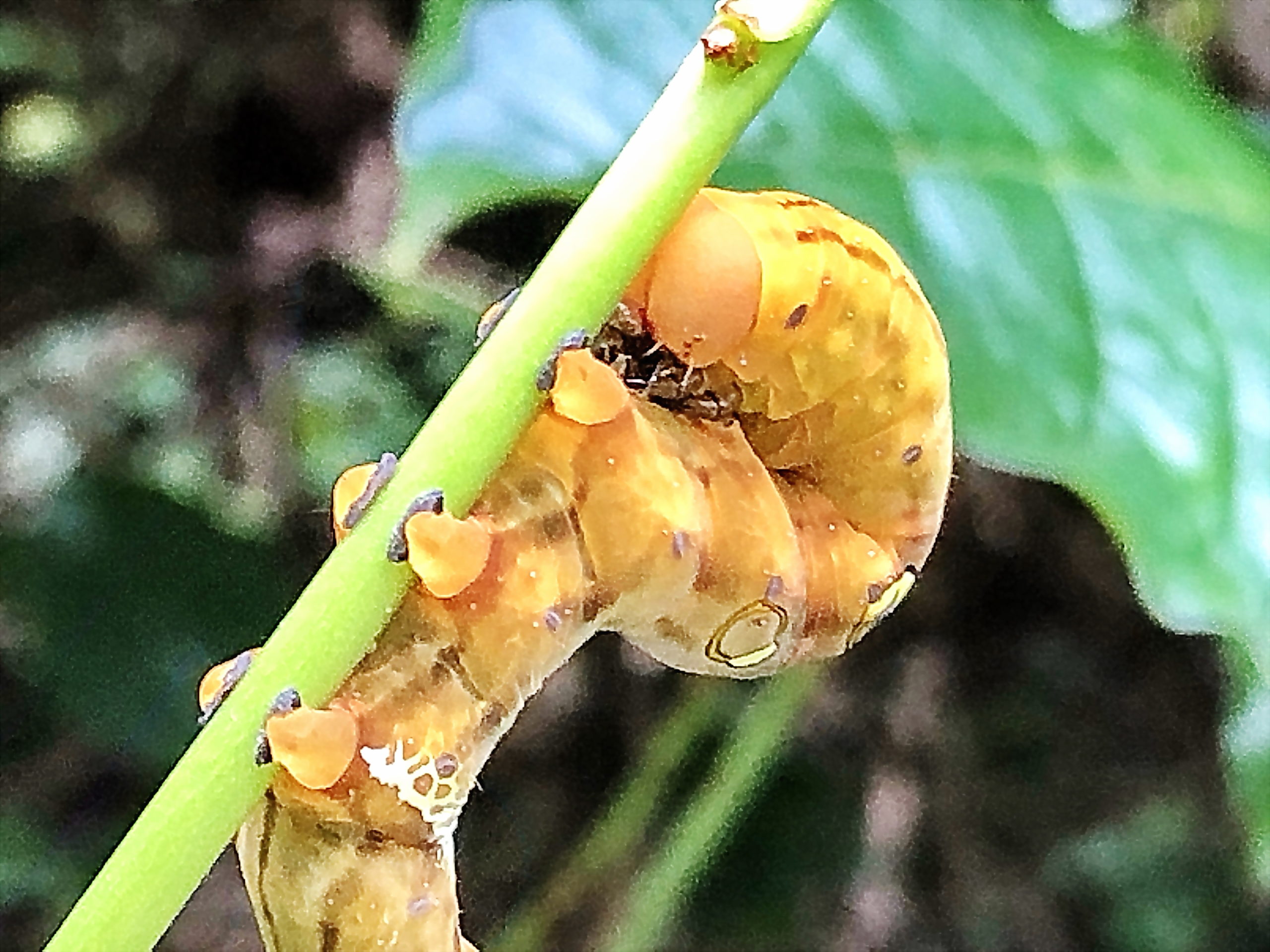アケビコノハガ 木通木葉蛾 チョウ目 ヤガ科 エグリバ亜科 完全変態
