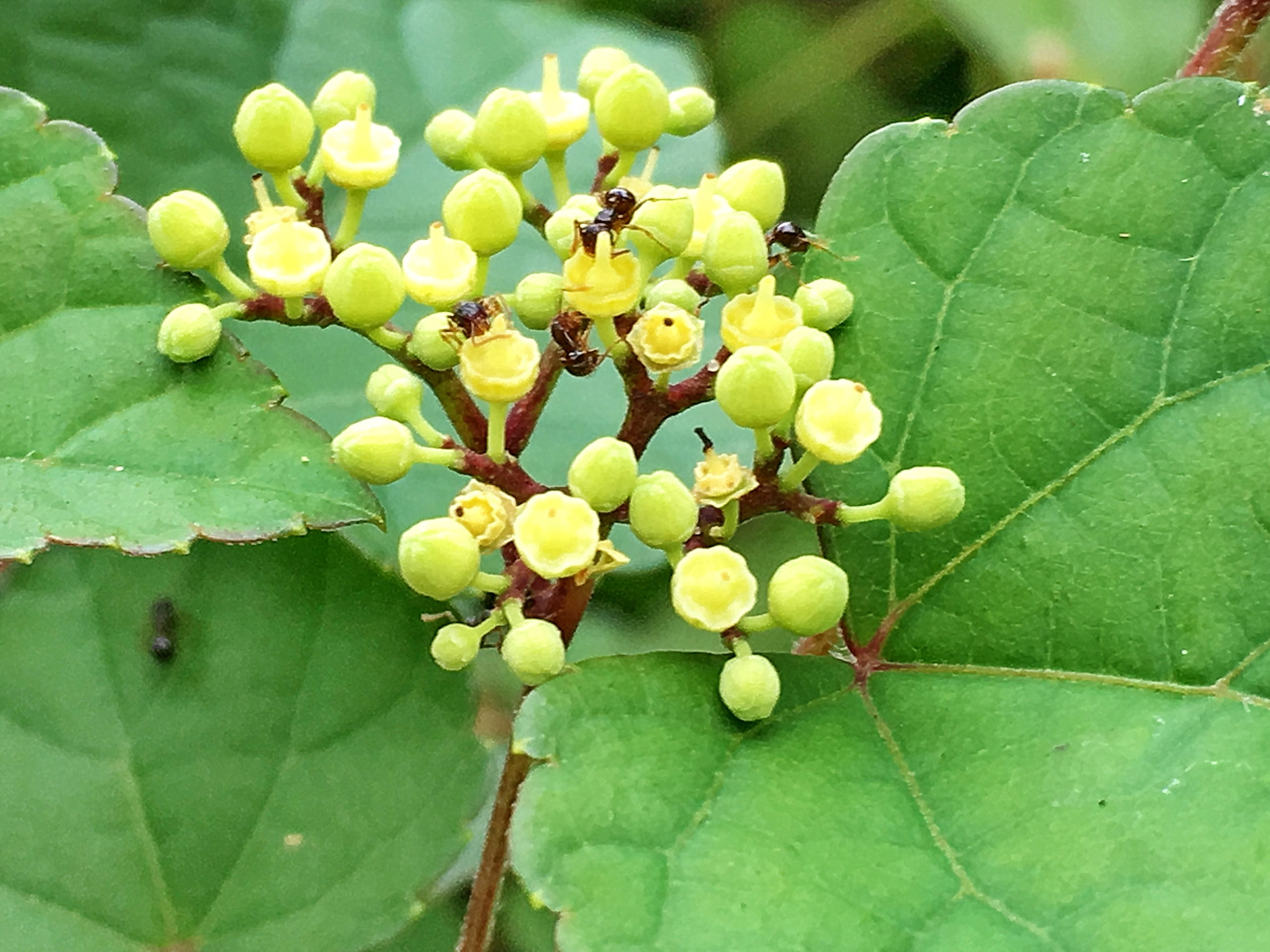 ノブドウ 野葡萄 ブドウ科 ノブドウ属 つる性落葉低木 在来種 淡緑色の花 液果 ブドウミタマバエ ブドウトガリバガ ブトウトリバの食草 虫こぶ