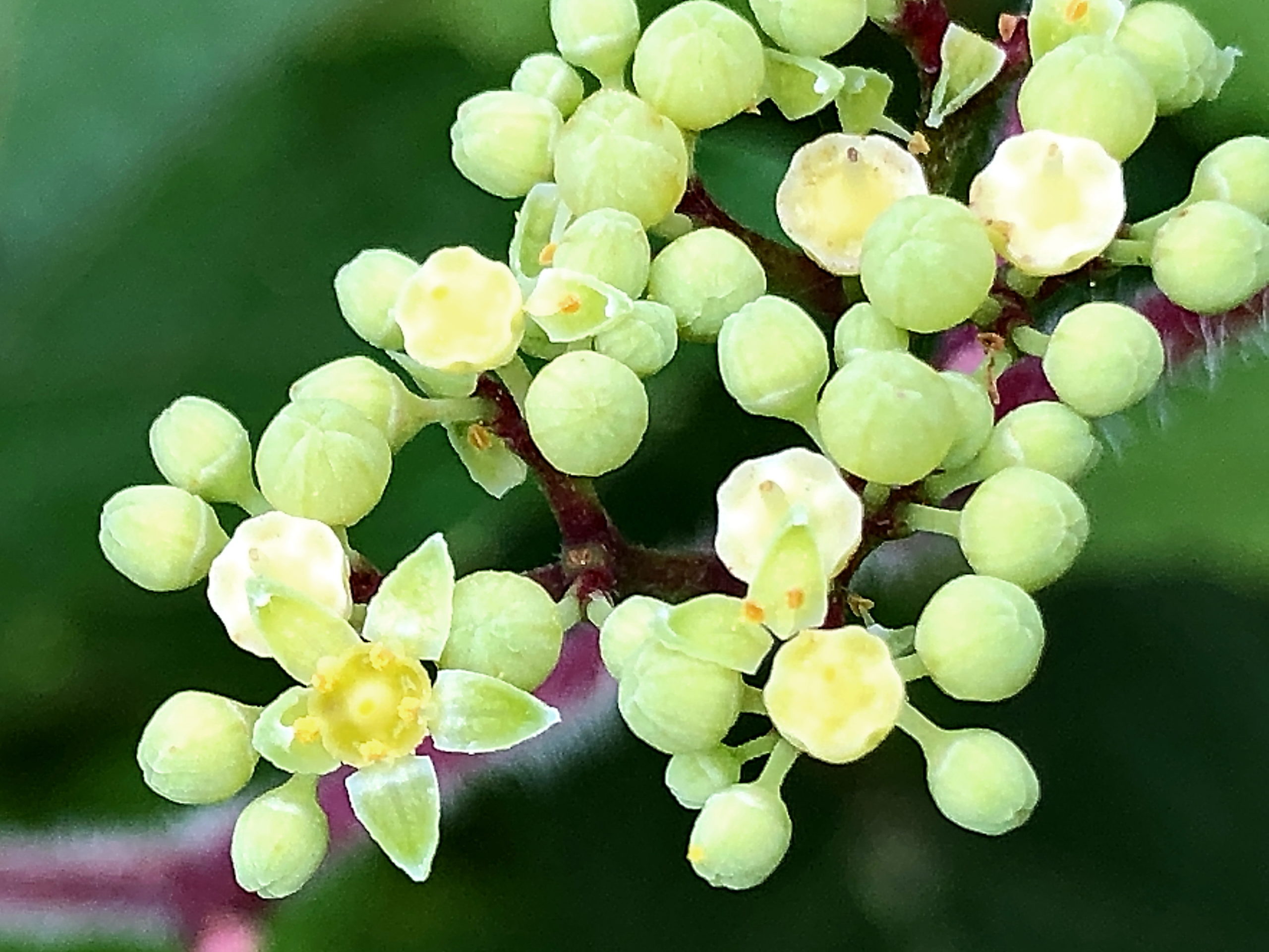 ノブドウ 野葡萄 ブドウ科 ノブドウ属 つる性落葉低木 在来種 淡緑色の花 液果 ブドウミタマバエ ブドウトガリバガ ブトウトリバの食草 虫こぶ ノブドウ 野葡萄 ブドウ科 ノブドウ属 つる性落葉低木 在来種 淡緑色の花 液果 ブドウミタマバエ ブドウトガリバガ ブトウトリバの食草 虫こぶ