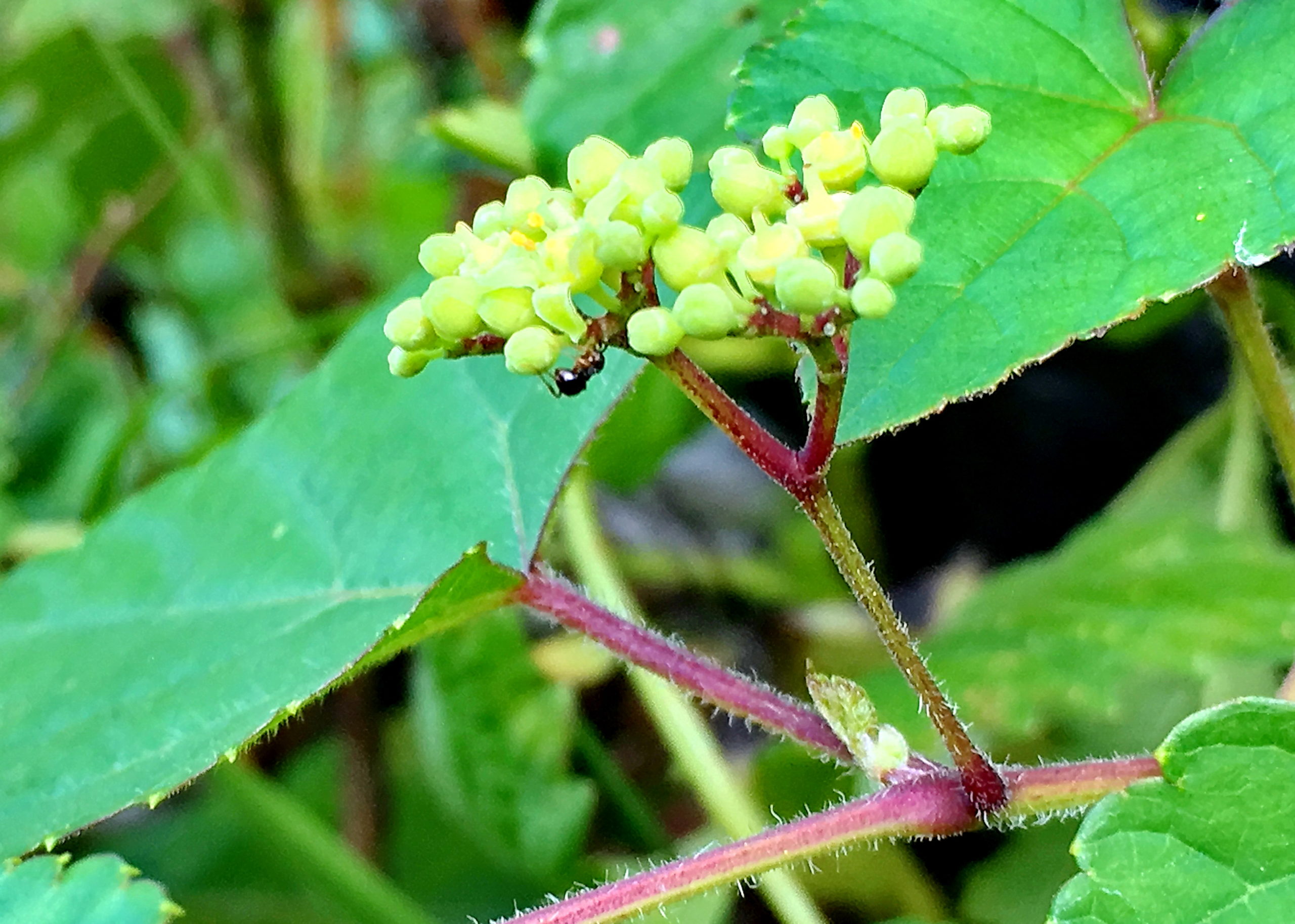 ノブドウ 野葡萄 ブドウ科 ノブドウ属 つる性落葉低木 在来種 淡緑色の花 液果 ブドウミタマバエ ブドウトガリバガ ブトウトリバの食草 虫こぶ ノブドウ 野葡萄 ブドウ科 ノブドウ属 つる性落葉低木 在来種 淡緑色の花 液果 ブドウミタマバエ ブドウトガリバガ ブトウトリバの食草 虫こぶ