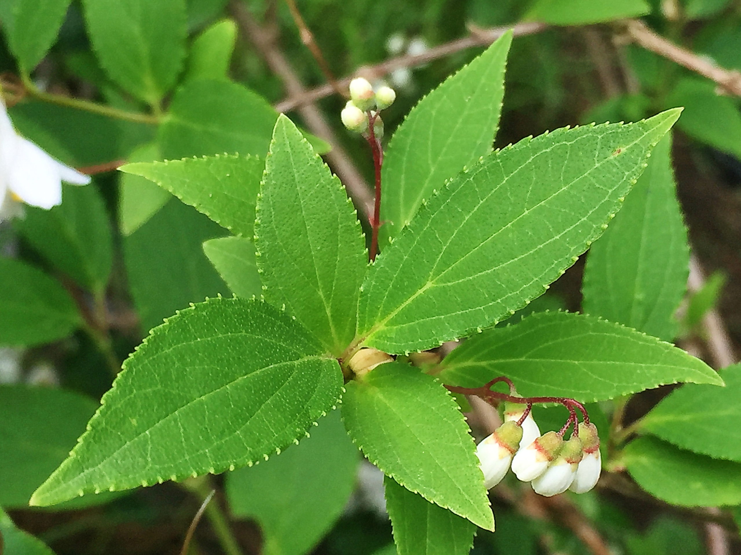 ヒメウツギ 姫空木 アジサイ科 ウツギ属 落葉低木 日本固有種 在来種 対生 ５弁花 白い花 蒴果