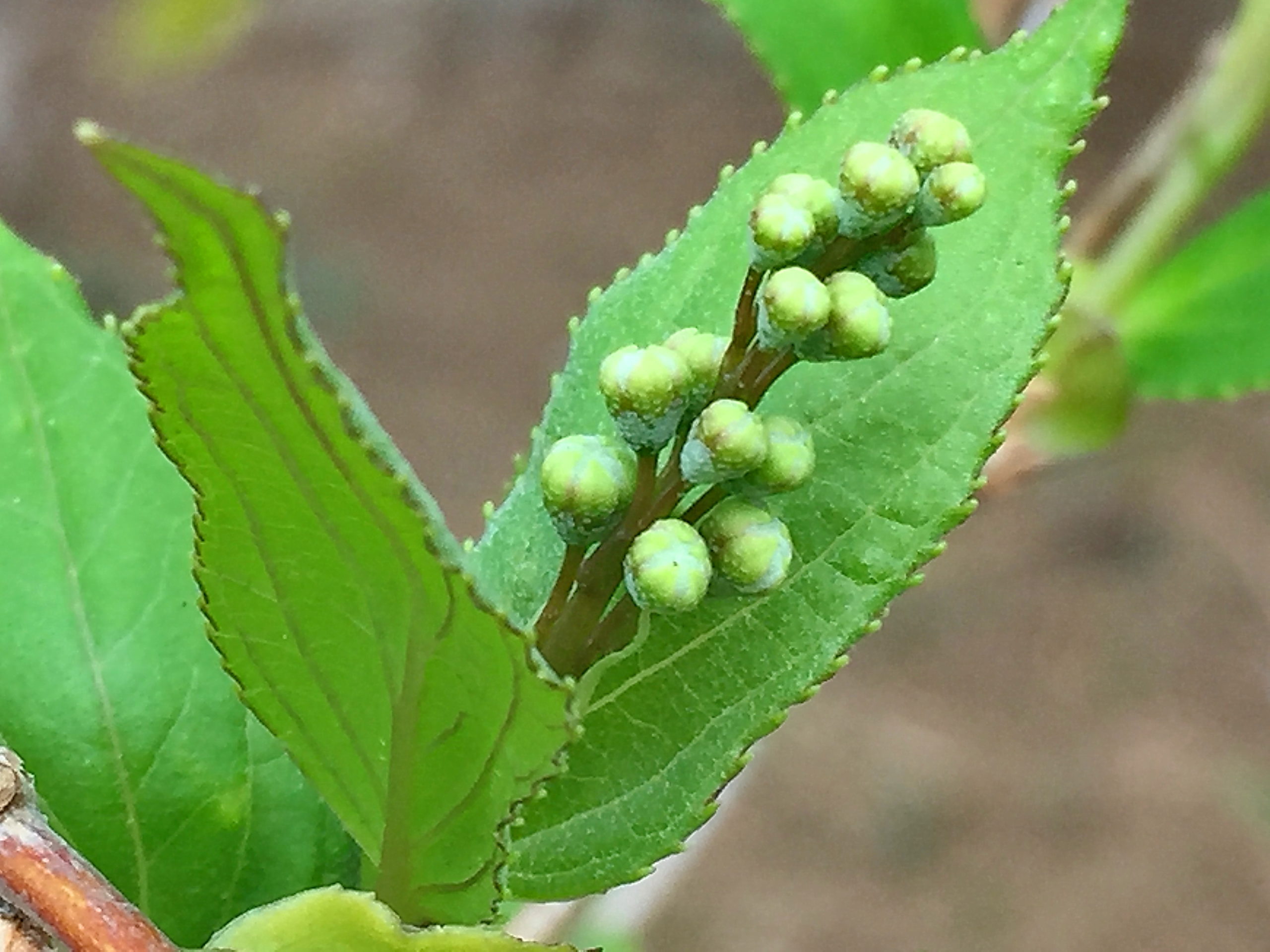 ヒメウツギ 姫空木 アジサイ科 ウツギ属 落葉低木 日本固有種 在来種 対生 ５弁花 白い花 蒴果