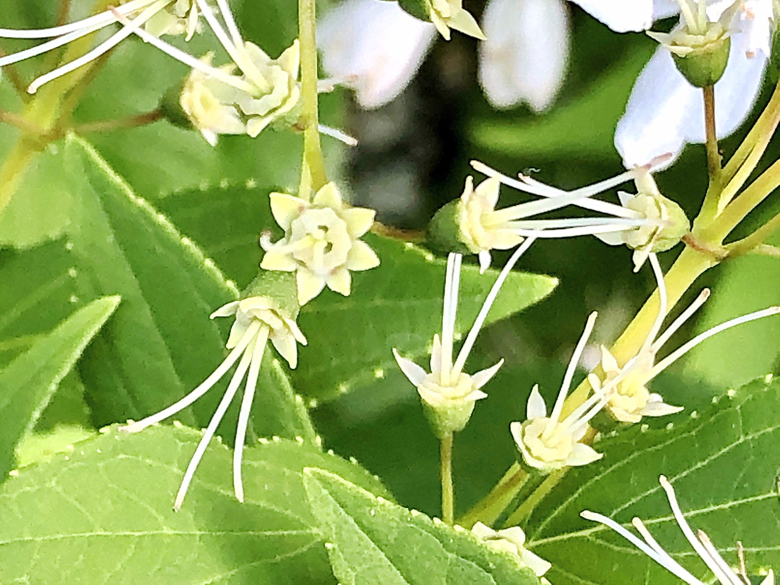 ヒメウツギ 姫空木 アジサイ科 ウツギ属 落葉低木 日本固有種 在来種 対生 ５弁花 白い花 蒴果
