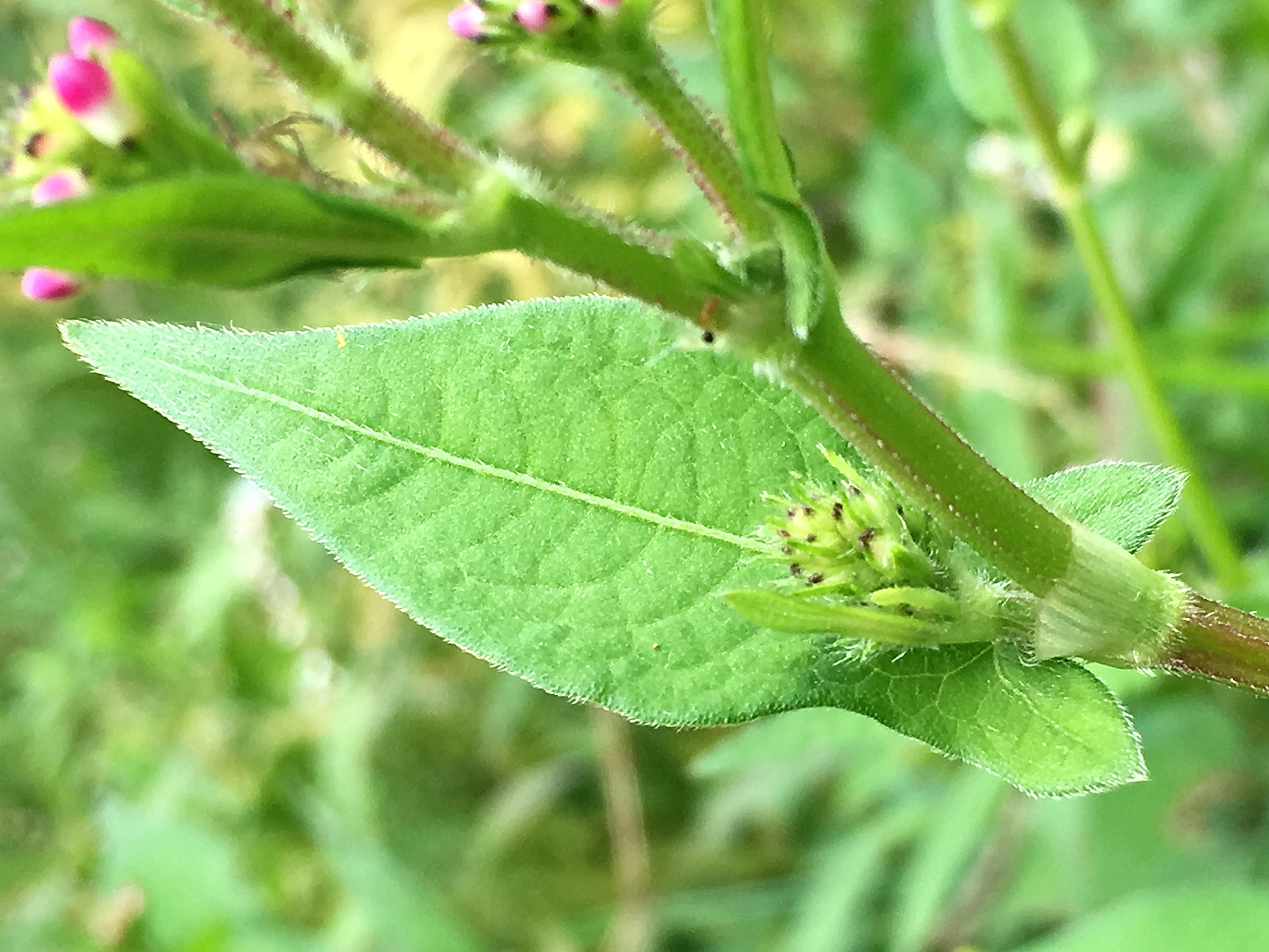 タデ科 ミゾソバ 溝蕎麦 とオオミゾソバ 奥行き1mの果樹園 タデ科 ミゾソバ 溝蕎麦 とオオミゾソバ 奥行き1mの果樹園