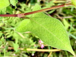 オオミゾソバの葉
