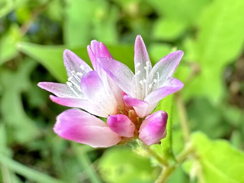 オオミゾソバの花