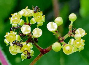 ノブドウの花に集まるアリ