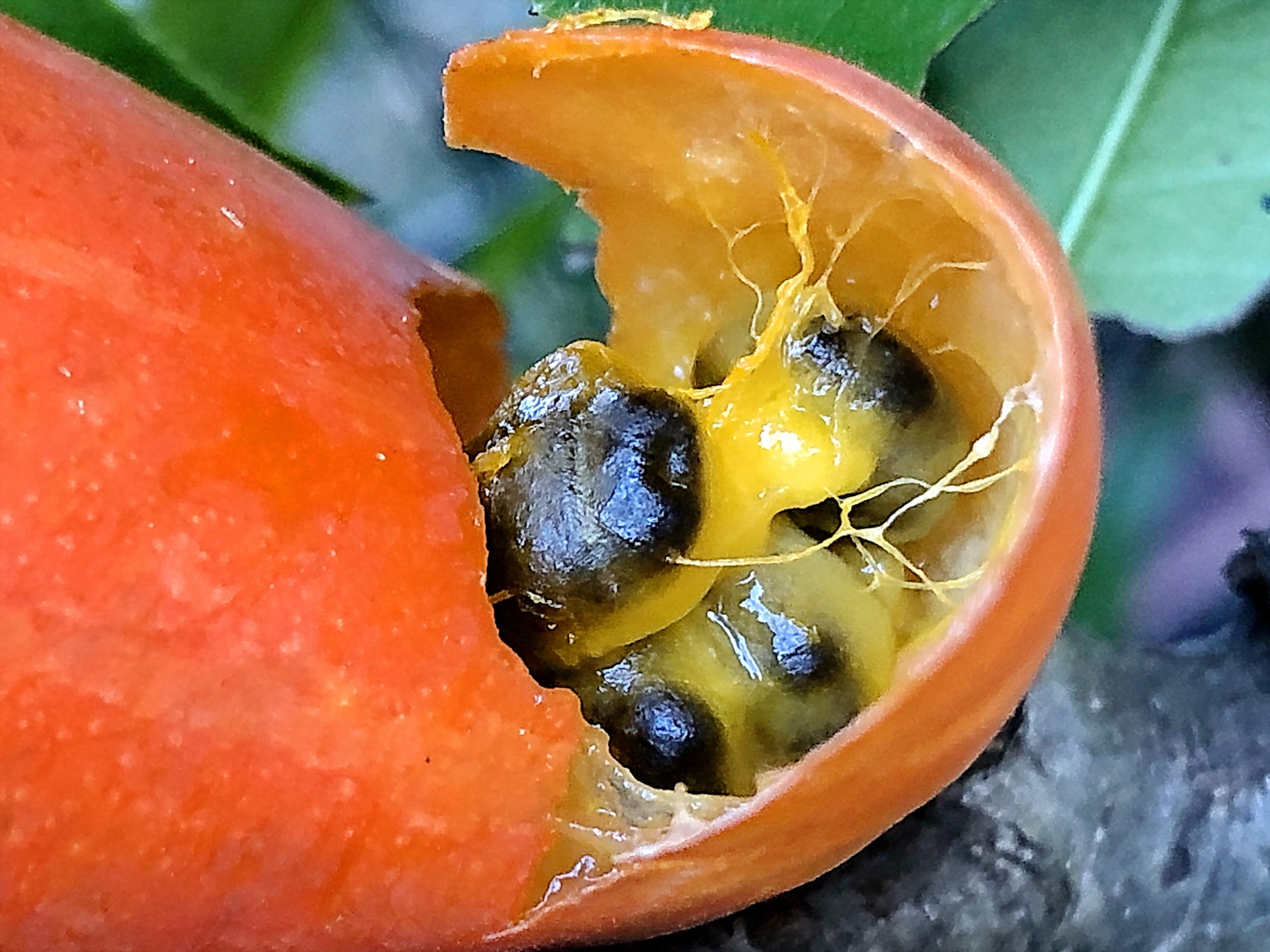 カラスウリ 烏瓜 ウリ科 カラスウリ属 落葉蔓性多年草 在来種 紡錘形の塊茎 白い花 雌雄異株 液果 赤い果実 カラスウリ クキフクレフシ ウリウロコタマバエ