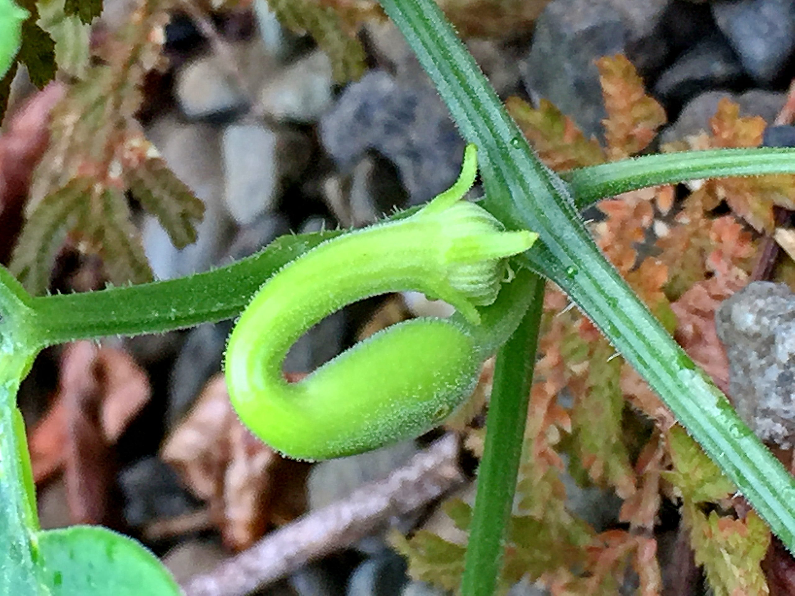 カラスウリ 烏瓜 ウリ科 カラスウリ属 落葉蔓性多年草 在来種 紡錘形の塊茎 白い花 雌雄異株 液果 赤い果実 カラスウリクキフクレフシ ウリ ウロコタマバエ