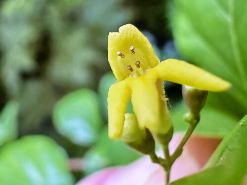 ハマクサギの花