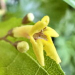 ハマクサギの花