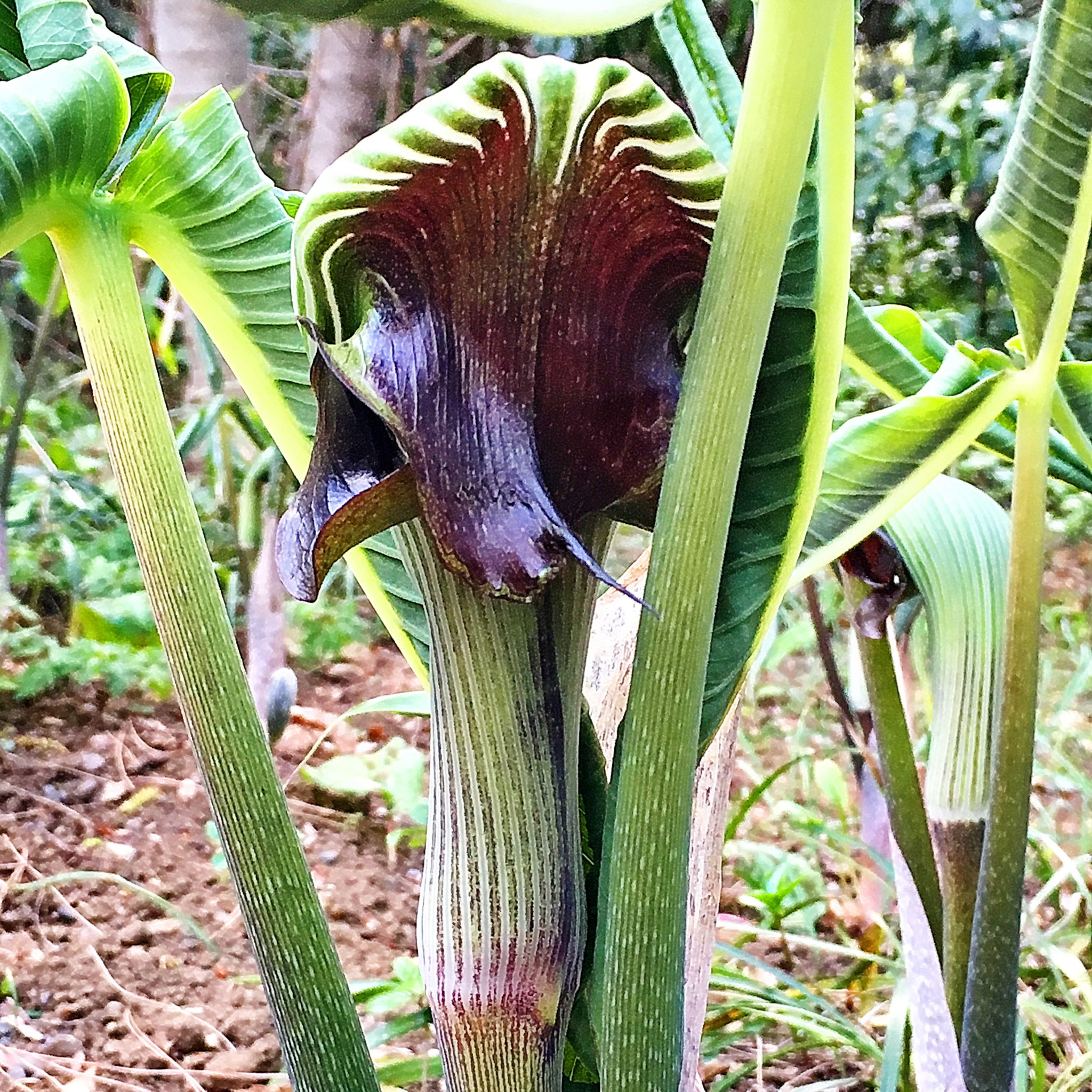 毒のある植物 奥行き1mの果樹園 毒のある植物 奥行き1mの果樹園