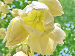 ユッカ・アツバキミガヨランの花