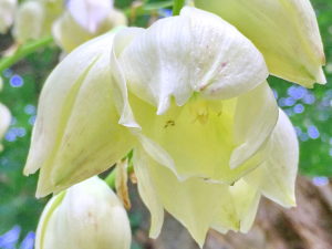 ユッカ・アツバキミガヨランの春の花