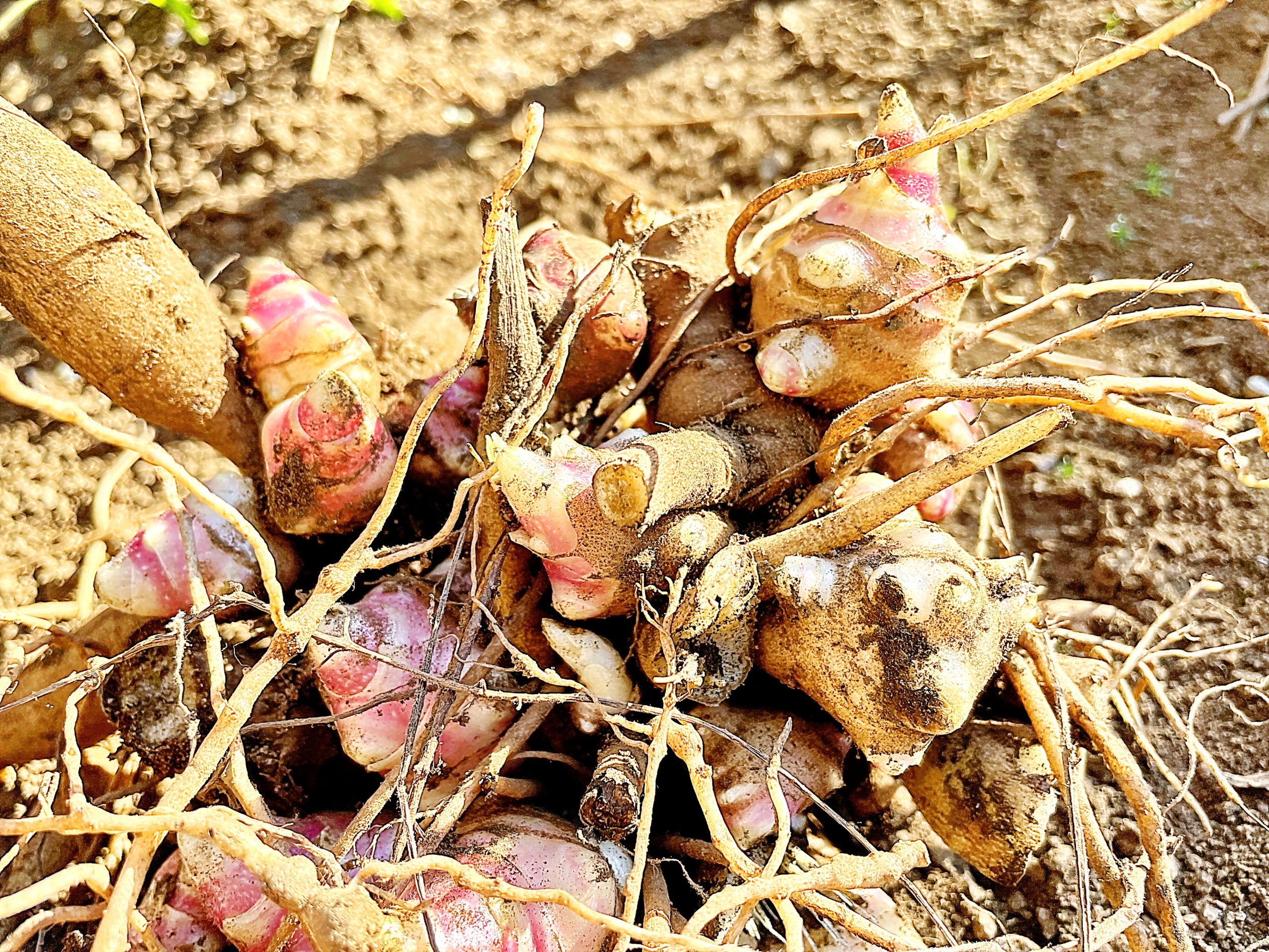 ヤーコン キク科 スマランサス属 多年草 アンデス山脈原産 塊根 塊茎 対生 心形の葉黄色い花 舌状花と筒状花 痩果 野菜 フラクトオリゴ糖 育て方