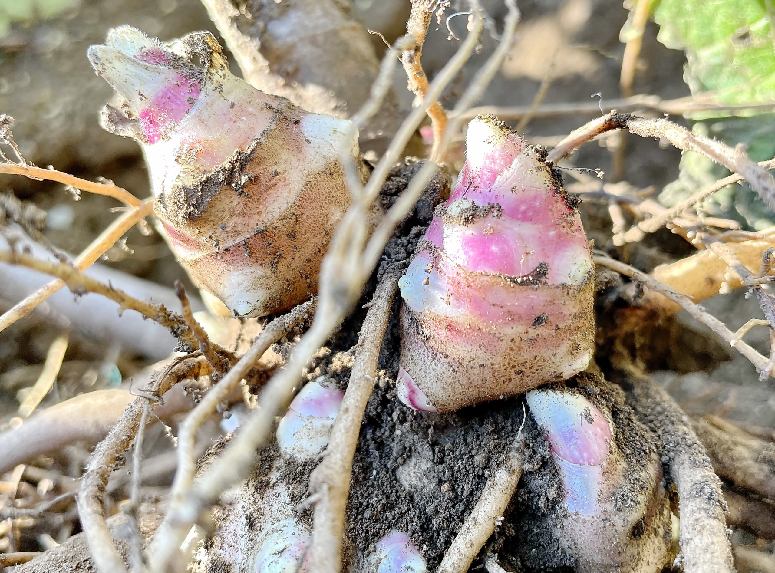 ヤーコン キク科 スマランサス属 多年草 アンデス山脈原産 塊根 塊茎 対生 心形の葉黄色い花 舌状花と筒状花 痩果 野菜 フラクトオリゴ糖 育て方
