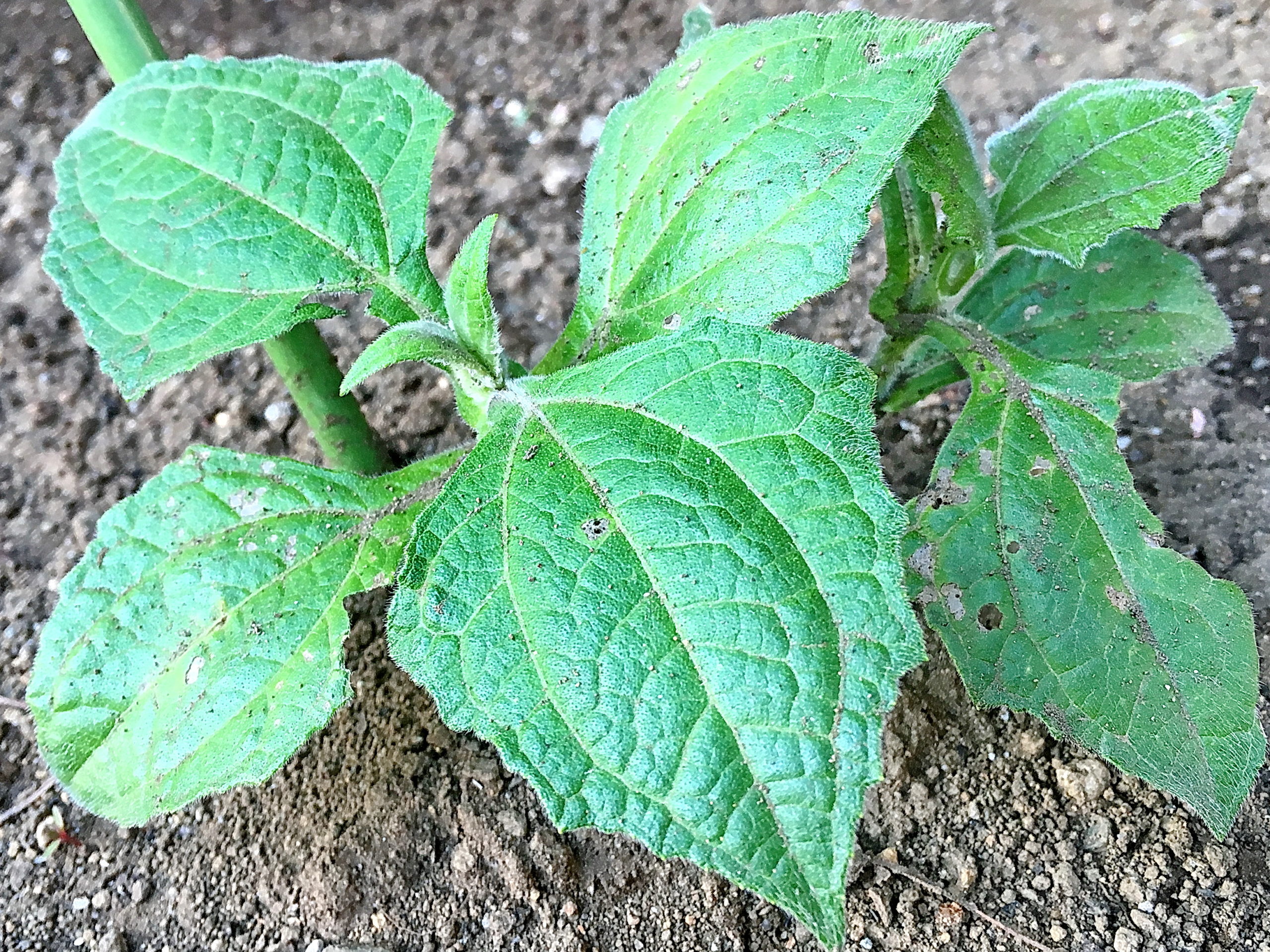 ヤーコン キク科 スマランサス属 多年草 アンデス山脈原産 塊根 塊茎 対生 心形の葉黄色い花 舌状花と筒状花 痩果 野菜 フラクトオリゴ糖 育て方