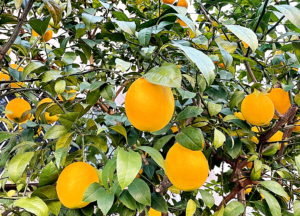 レモンの果実