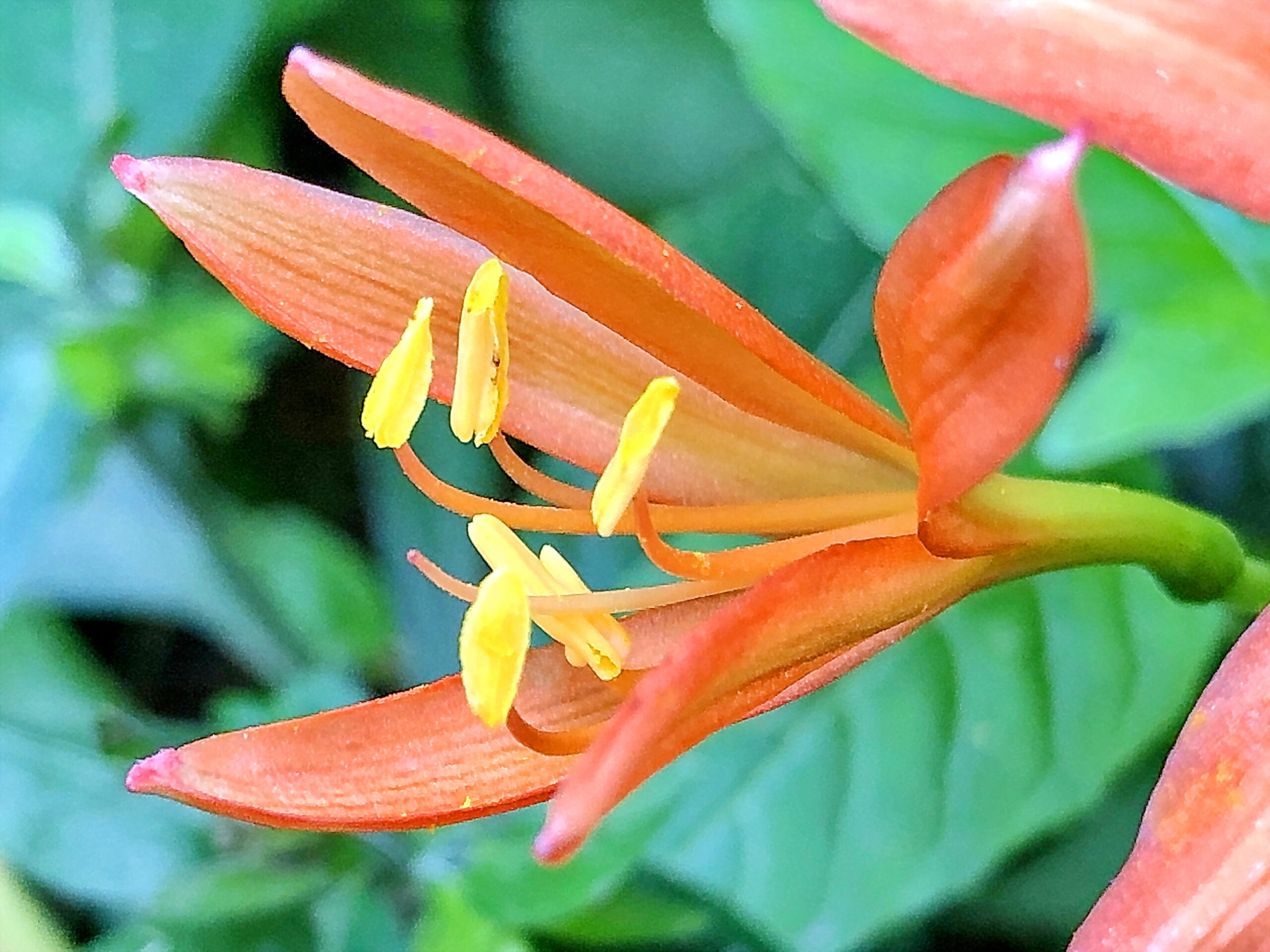 キツネノカミソリ 狐の剃刀 ヒガンバナ科 ヒガンバナ属 多年草 在来種 赤黄色の花 蒴果