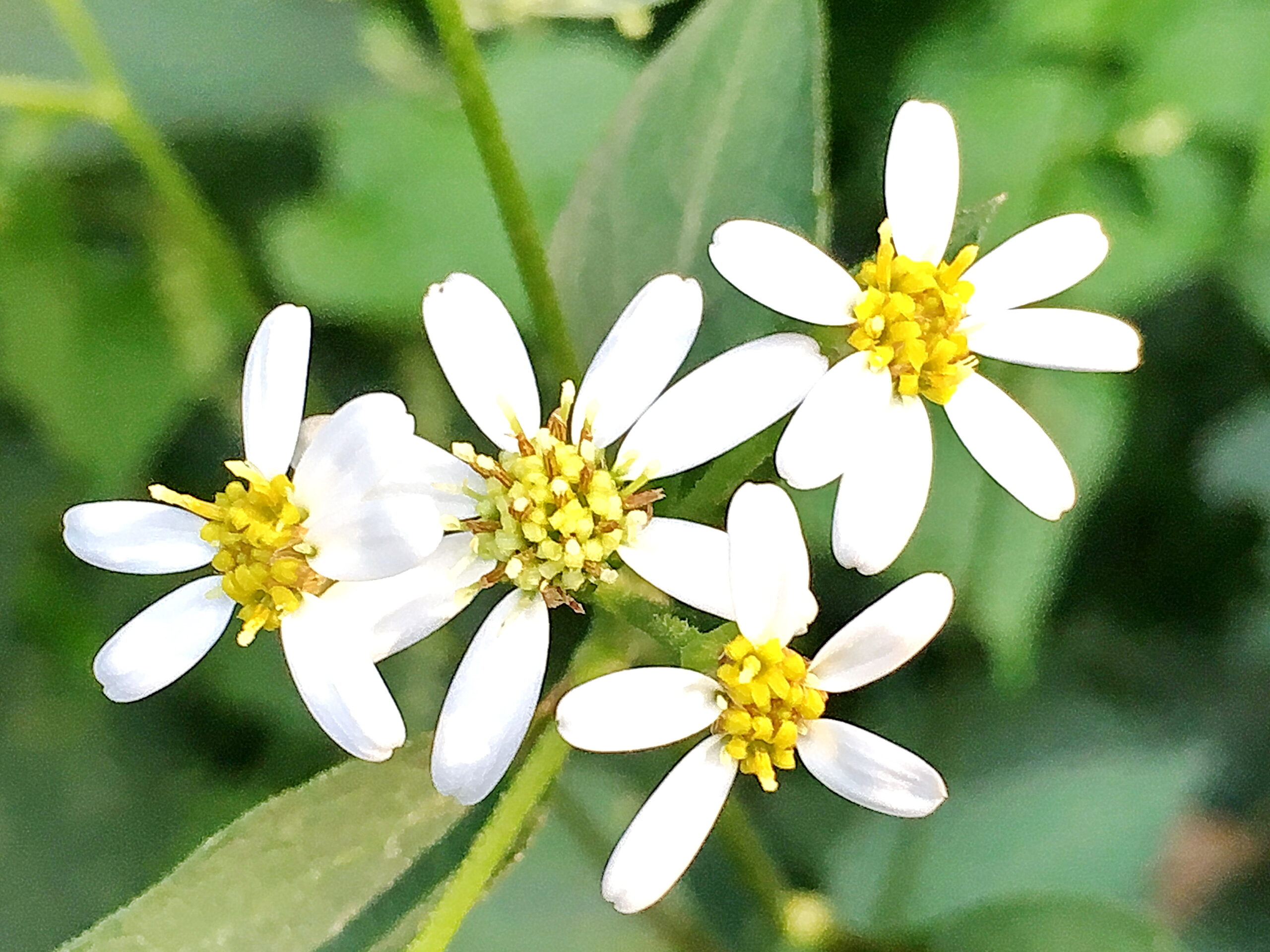 シラヤマギク 白山菊 キク科 シオン属 多年草 在来種 白い花 舌状花と筒状花 痩果 チャバネシジミ ホソヒラタアブ