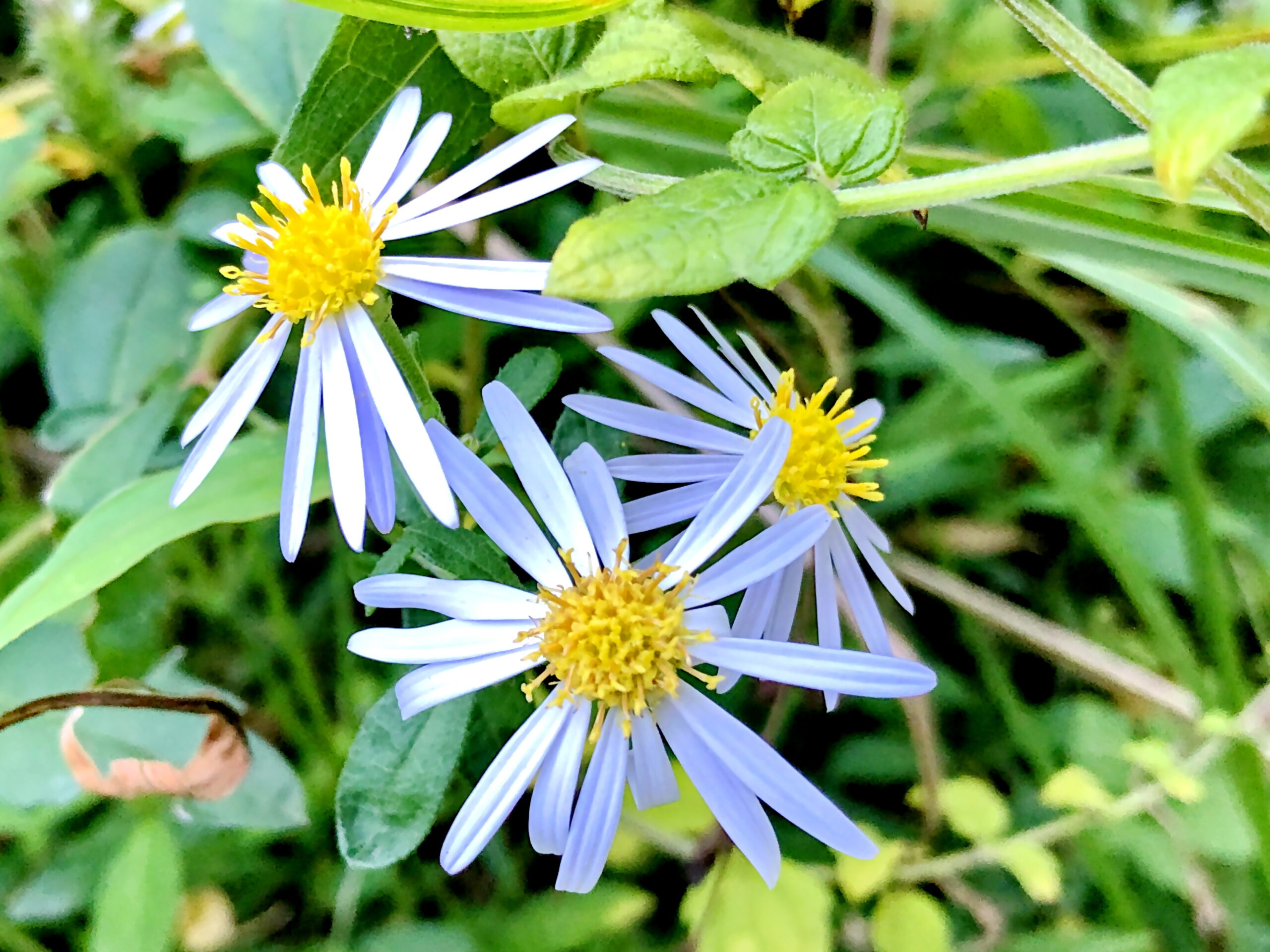 ノコンギク 野紺菊 キク科 シオン属 在来種 多年草 舌状花と筒状花 淡青紫色の花 痩果