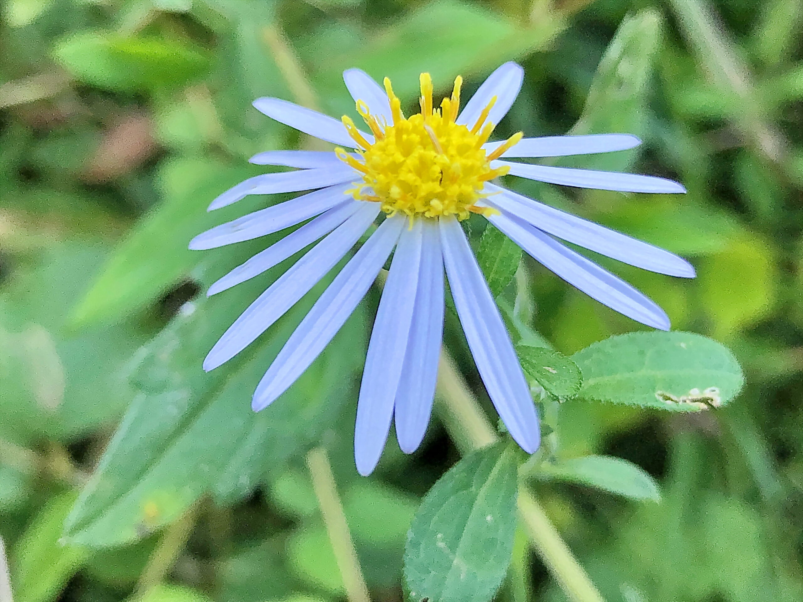 ノコンギク 野紺菊 キク科 シオン属 在来種 多年草 舌状花と筒状花 淡青紫色の花 痩果