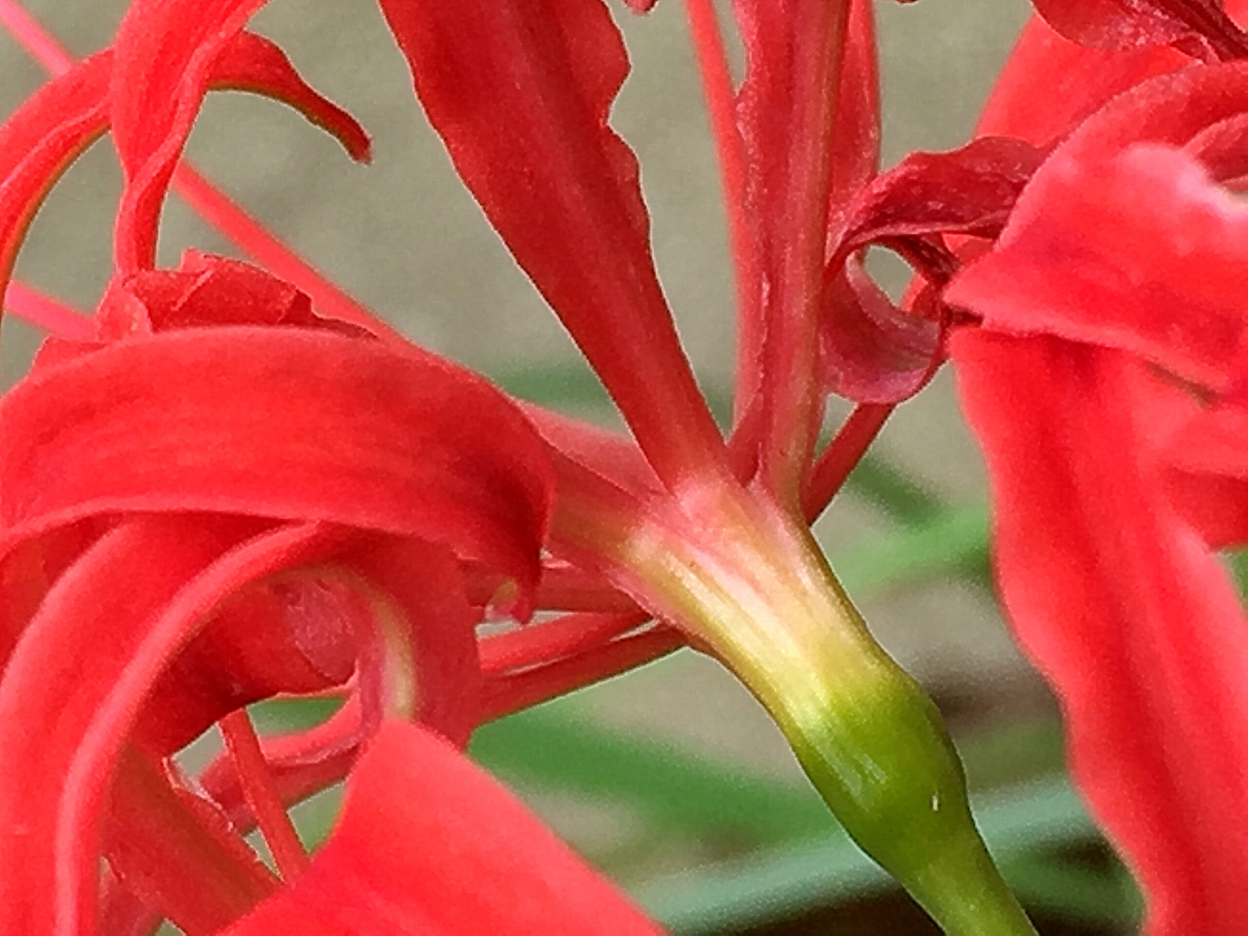 ヒガンバナ科 ヒガンバナ 彼岸花 奥行き１ｍの果樹園