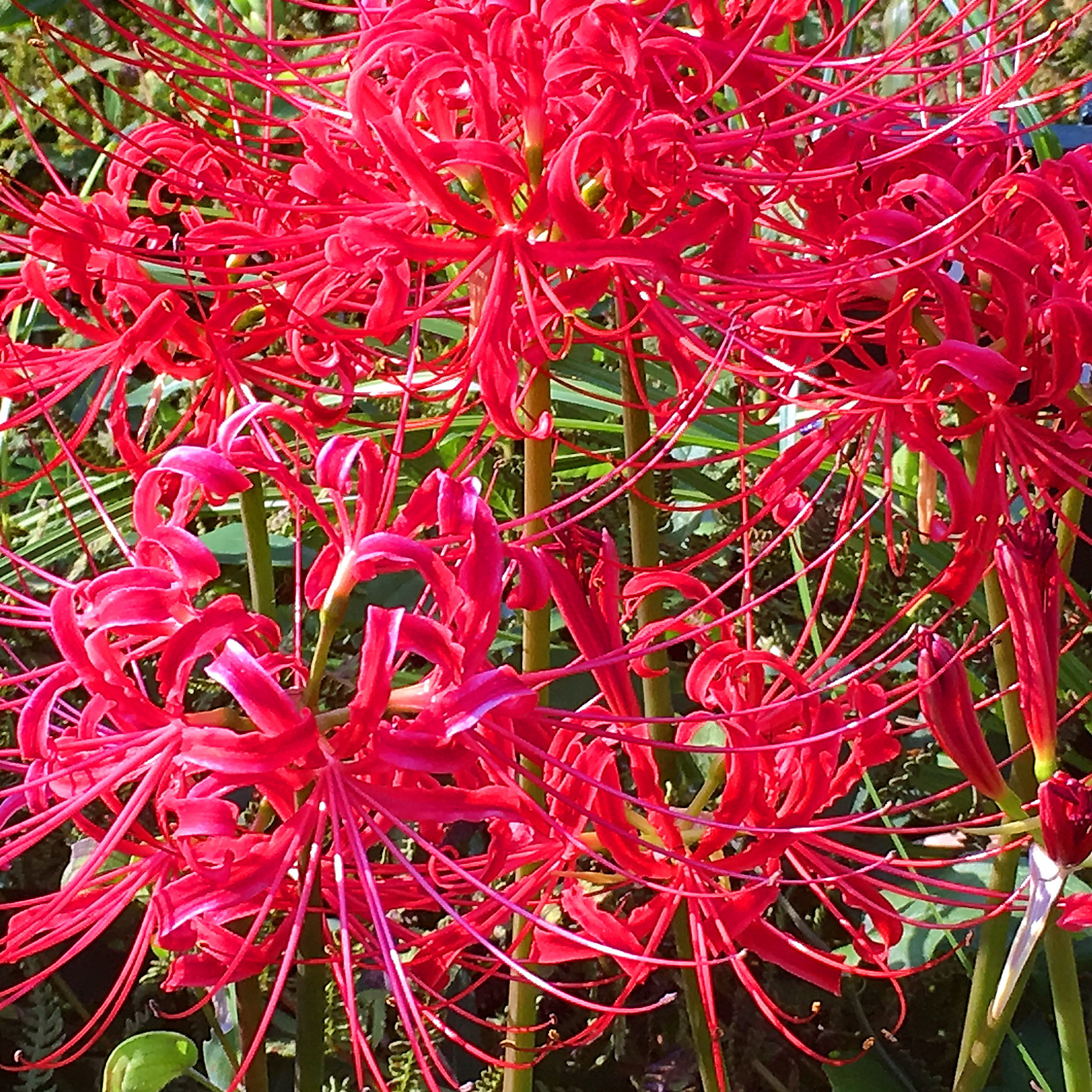 ヒガンバナ科 ヒガンバナ 彼岸花 奥行き１ｍの果樹園