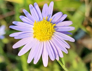 ユウガギク 柚香菊 キク科 シオン属 多年草 在来種 淡紫色の花 白色の花 舌状花と筒状花 痩果 ブチヒゲヘリカメムシ シロオビノメイガ アシブトハナアブ