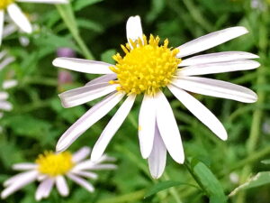 ユウガギク 柚香菊 キク科 シオン属 多年草 在来種 淡紫色の花 白色の花 舌状花と筒状花 痩果 ブチヒゲヘリカメムシ シロオビノメイガ アシブトハナアブ