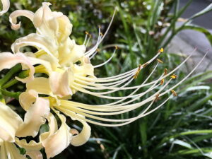 白花のヒガンバナ