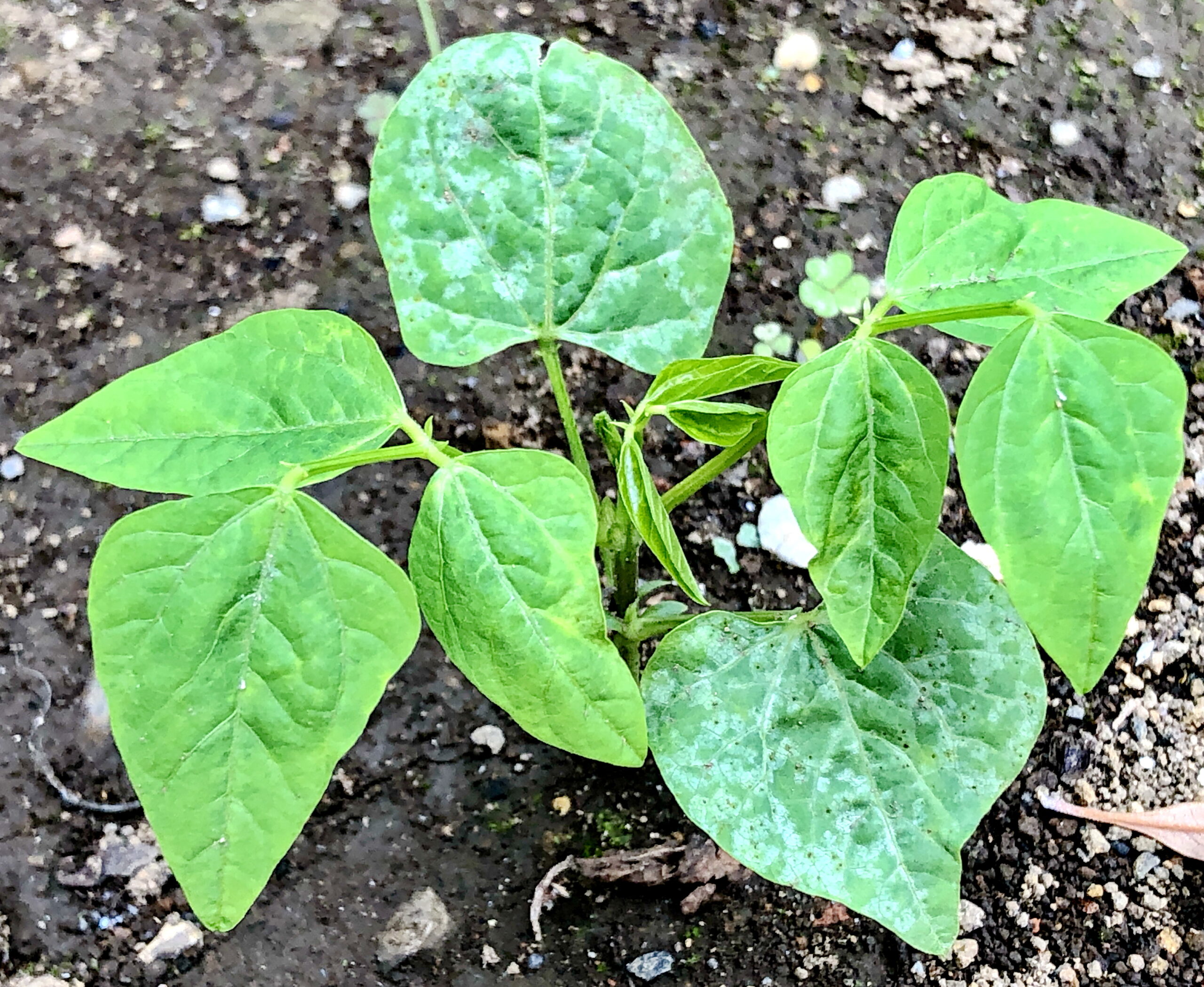 マメ科 シカクマメ 四角豆 奥行き１ｍの果樹園