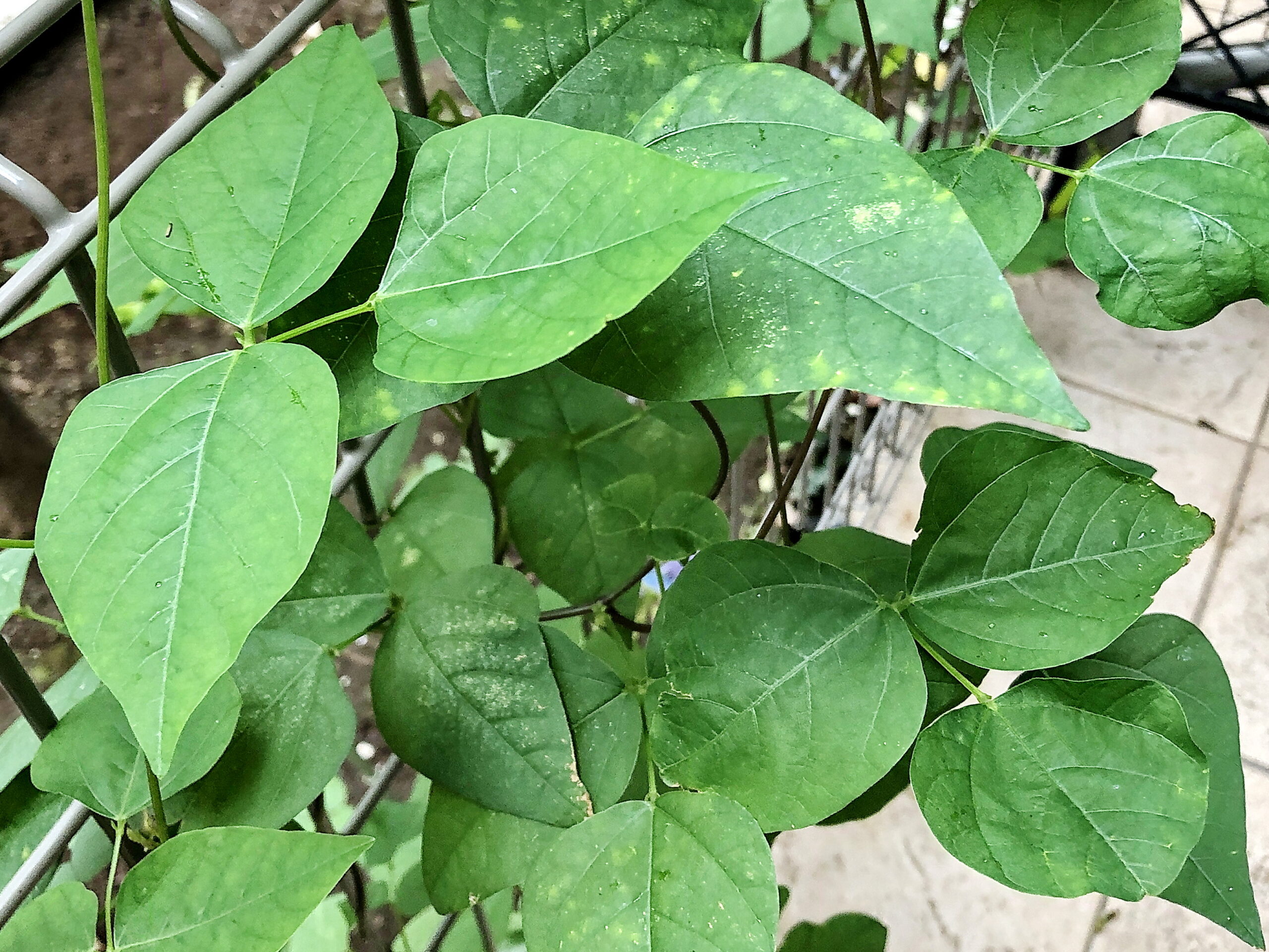 マメ科 シカクマメ 四角豆 奥行き１ｍの果樹園