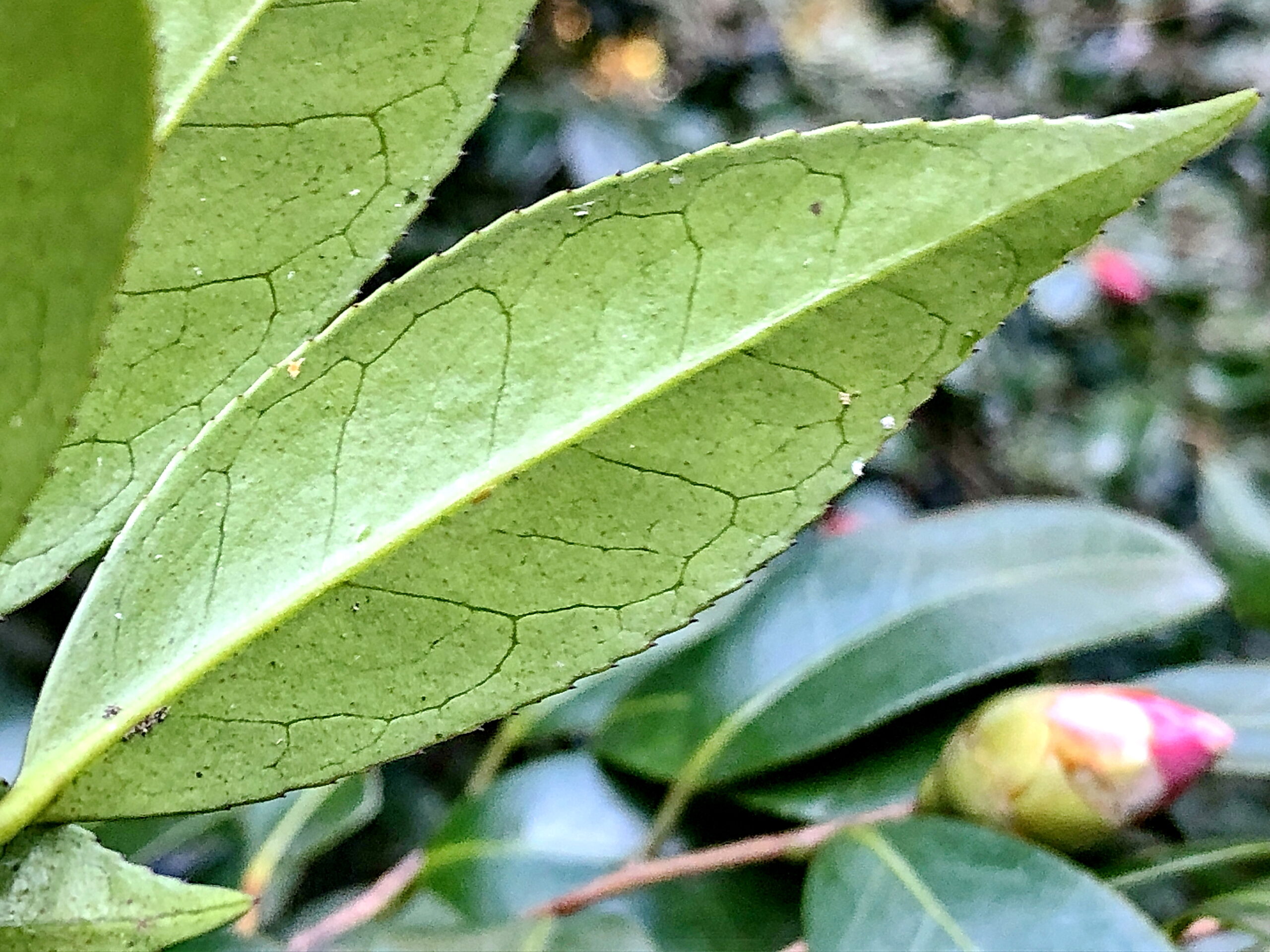 ヤブツバキ 藪椿 シロバナヤブツバキ ツバキ科 ツバキ属 常緑高木 照葉樹 日本固有種 紅色の花 蒴果