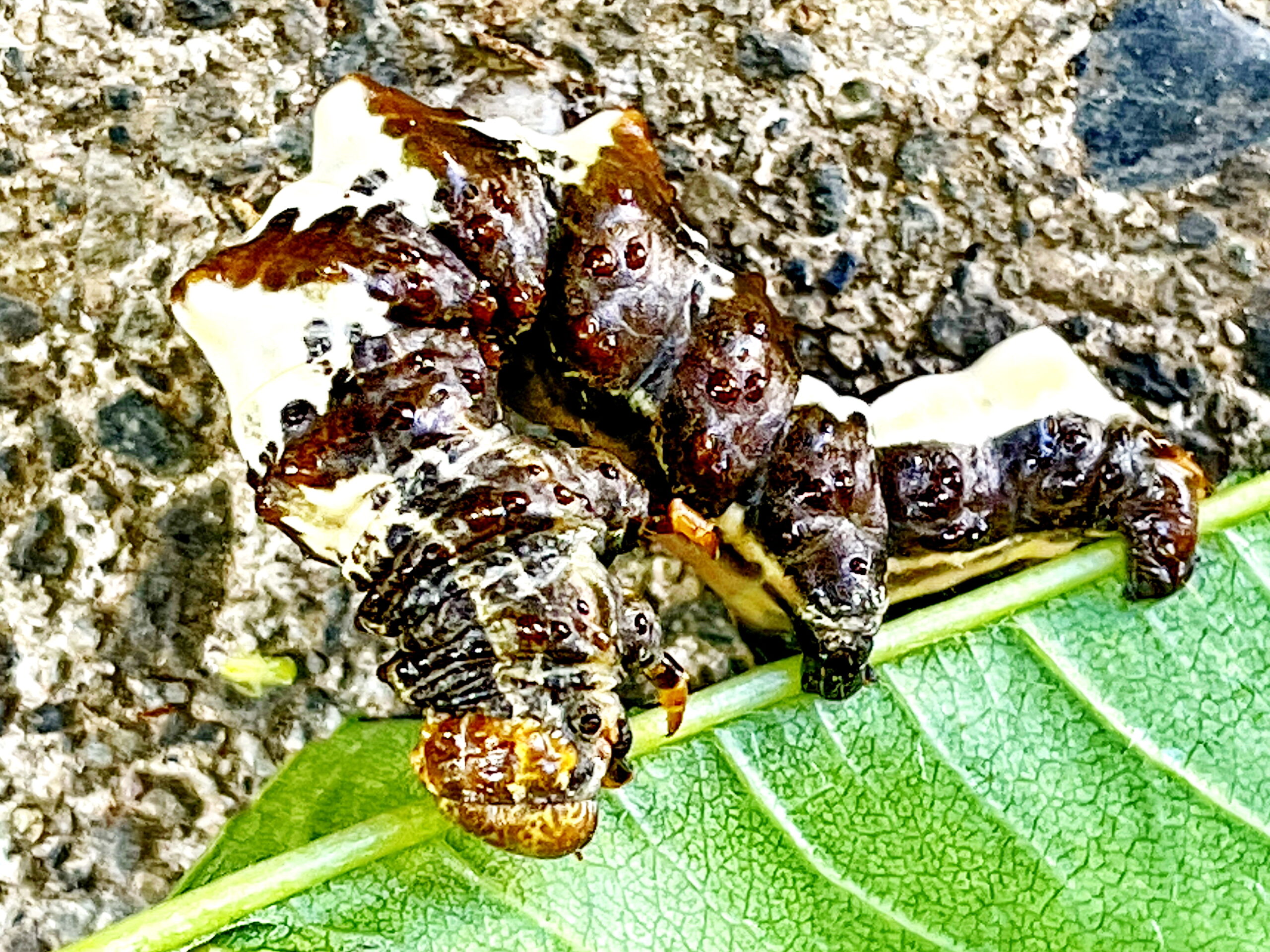 オカモトトゲエダシャク 岡本棘枝尺蠖 の幼虫 奥行き１ｍの果樹園