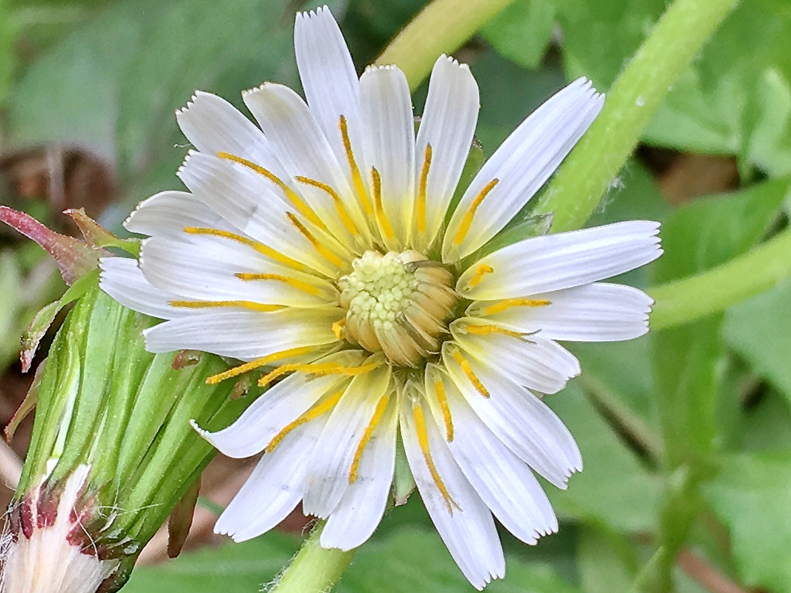 シロバナタンポポ 白花蒲公英 キク科 タンポポ属 多年草 日本固有種 白色の花 舌状花 5倍体 単為生殖 痩果 冠毛